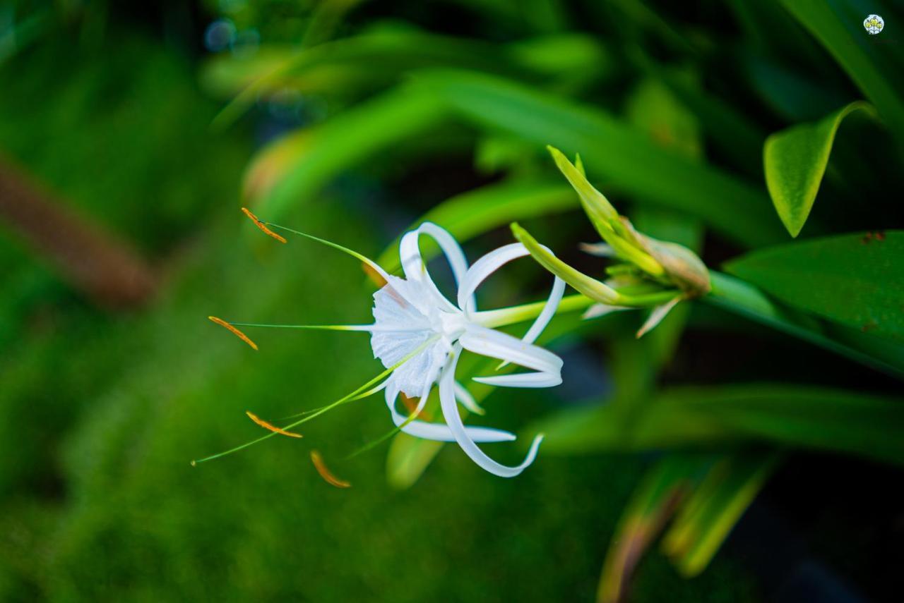 Вилла Eden Garden Алибаг Экстерьер фото